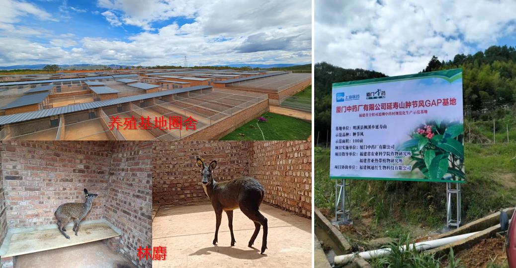 药香里的承诺：厦门中药厂有限公司的责任履践之路